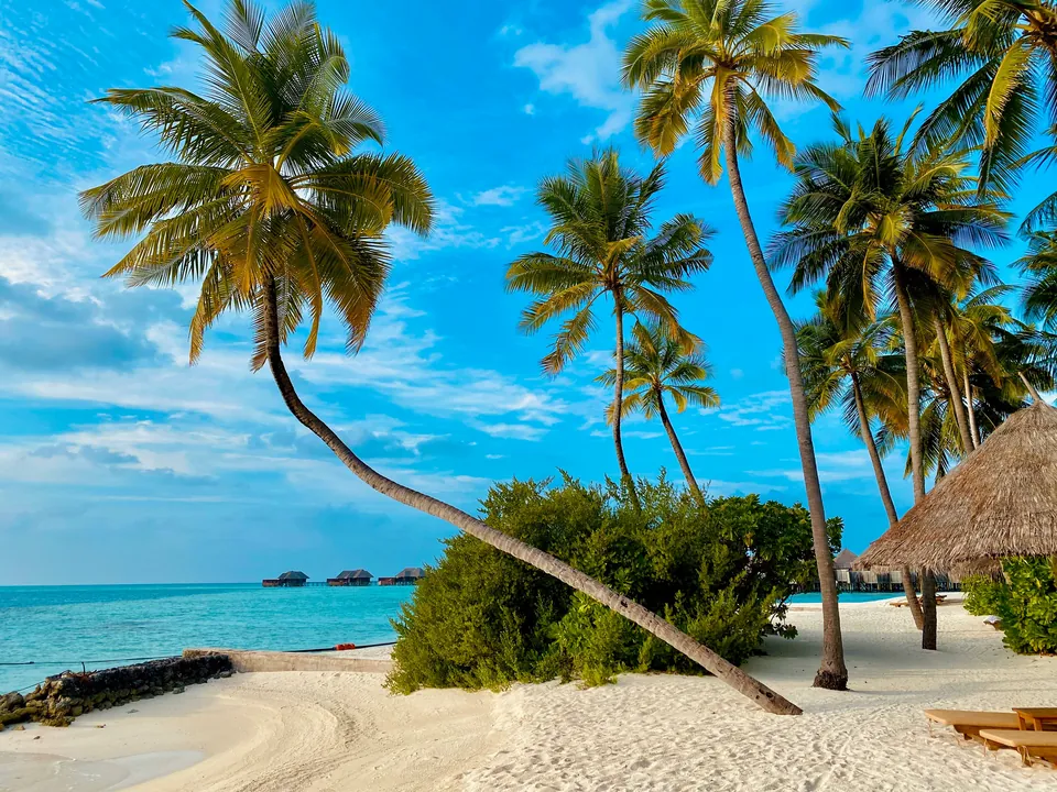 Palm trees beside a white-sand tropical beach