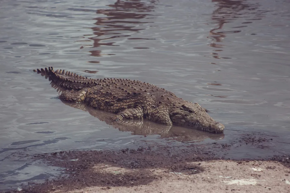 Crocodile resting at the edge of the water