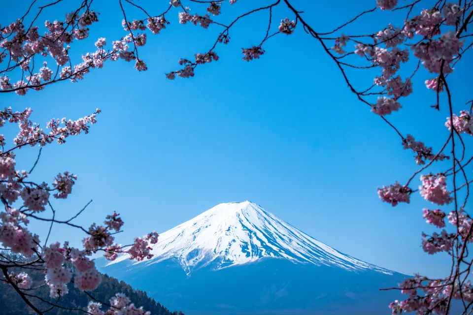 Snow-capped Mount Fuji framed by cherry blossoms