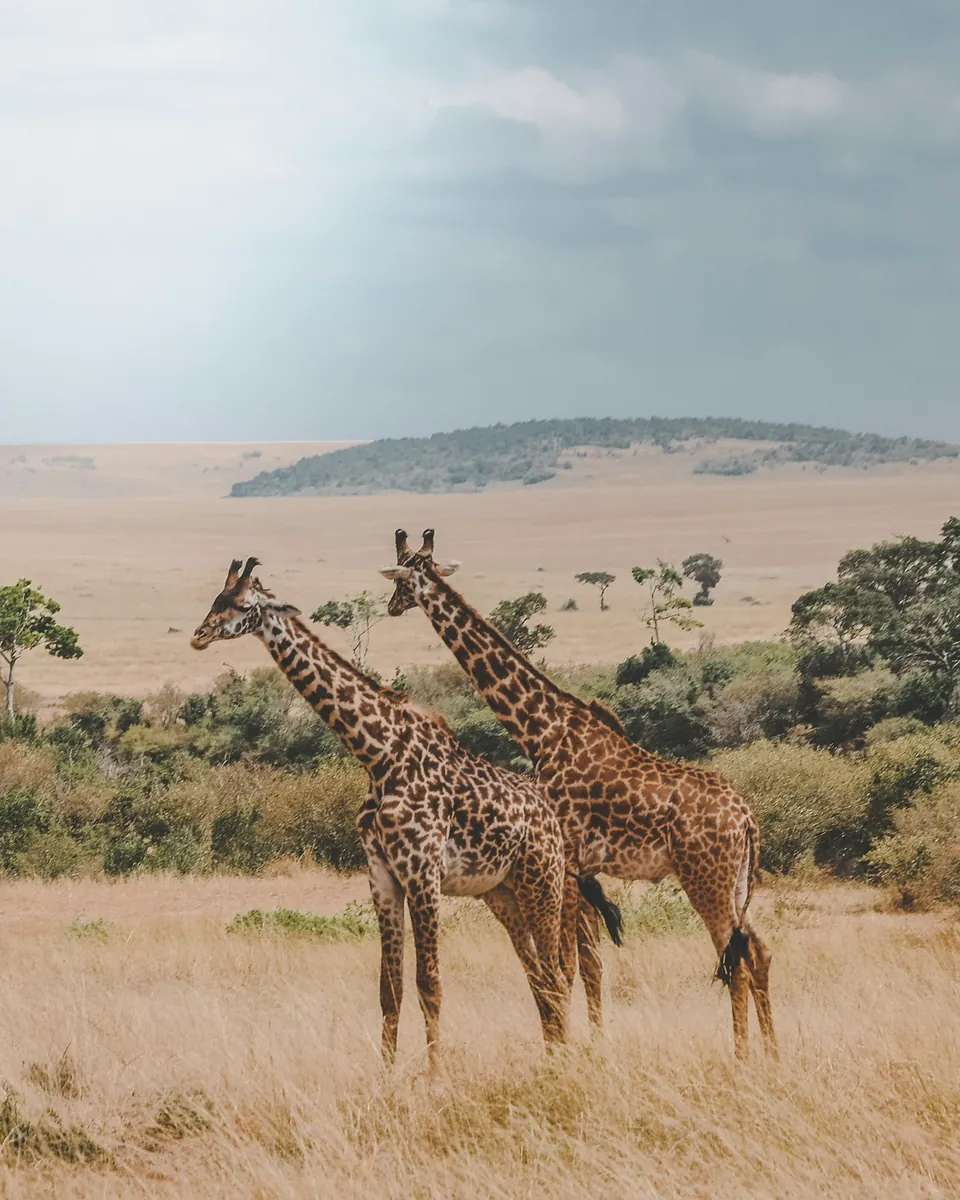 Giraffes standing together on open grassland