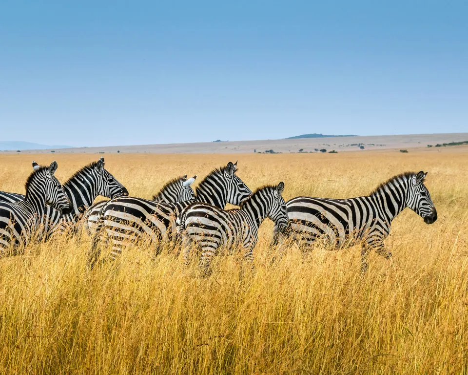 Zebras walking through golden grassland