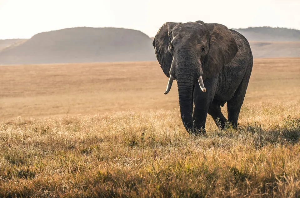 Elephant standing in dry grassland