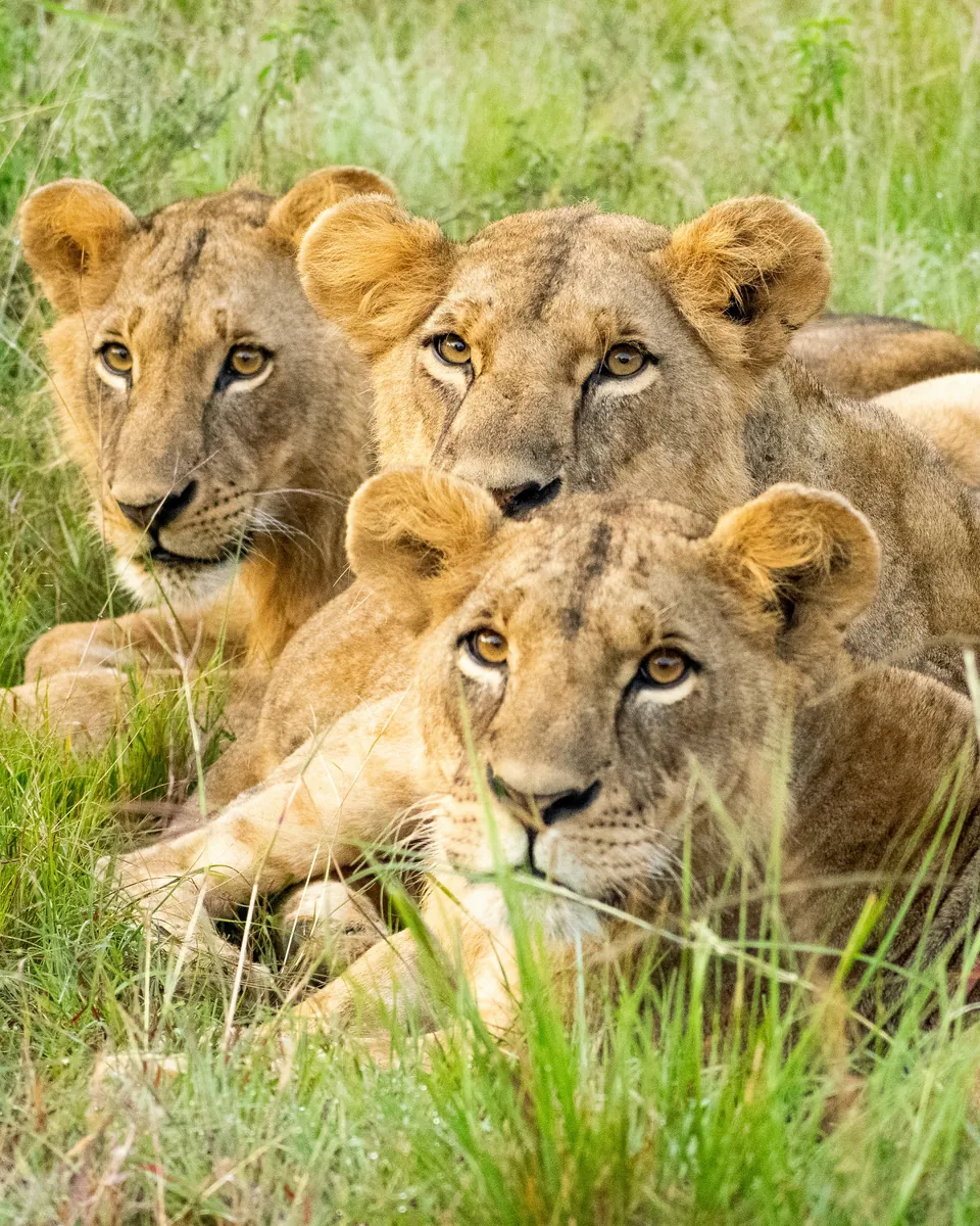 Lions resting together in tall grass