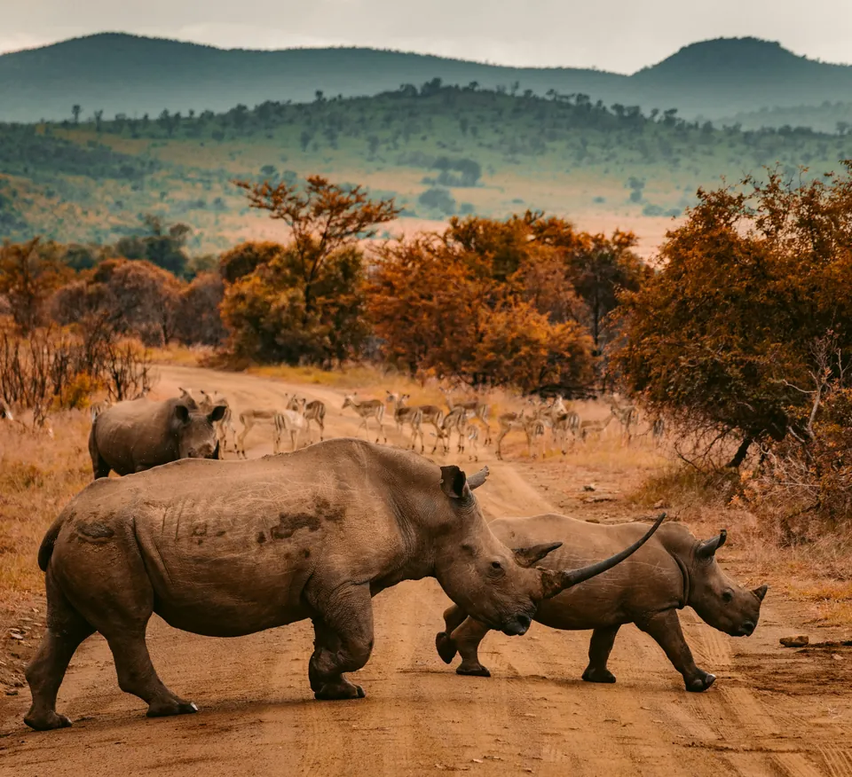 Rhinoceroses on a track in a savannah landscape