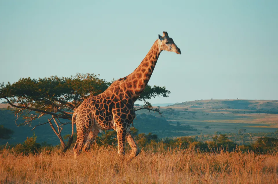 Giraffe standing in grassland beside a lake