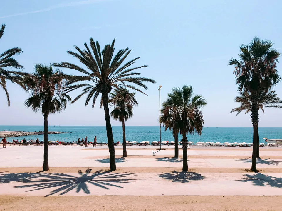 Palm trees along a sunny beachfront promenade